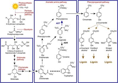 New Insights Into Lignification via Network and Multi-Omics Analyses of Arogenate Dehydratase Knock-Out Mutants in Arabidopsis thaliana